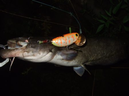 雨前後のタイミングでナマズ