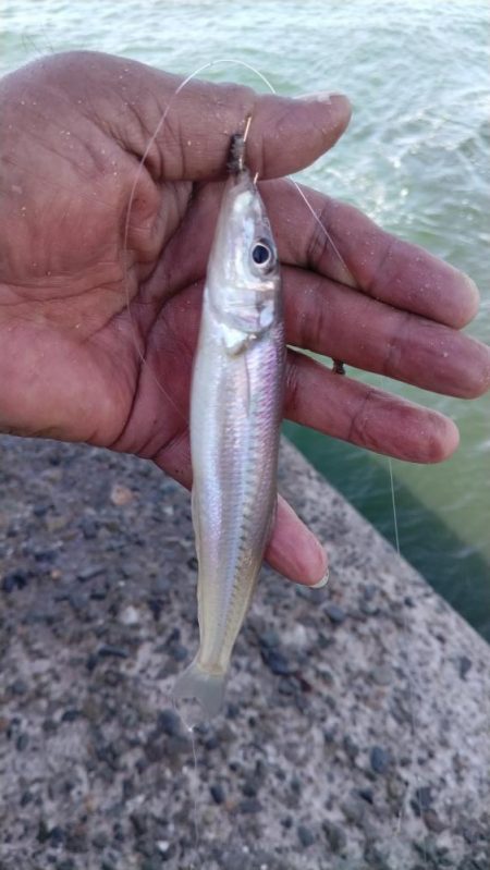 播磨新島釣行２９