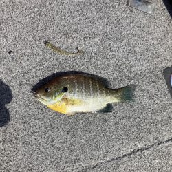 迷走台風後南湖