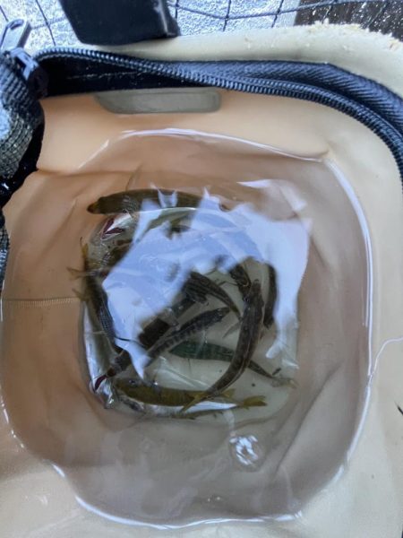 中秋の満月とアオリさん