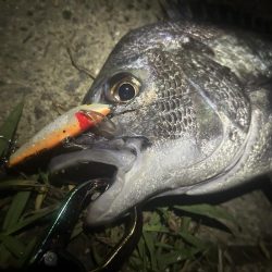 プラグチニング月間100尾の壁