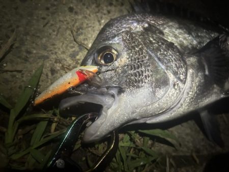 プラグチニング月間100尾の壁