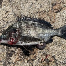 イチノ兄弟、釣果!