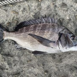 イチノ兄弟、釣果！