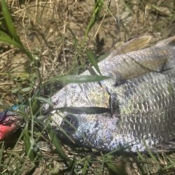 ラパラを封印して