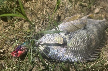 ラパラを封印して