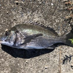 イチノ兄弟、釣果!