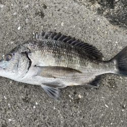 イチノ兄弟、釣果!