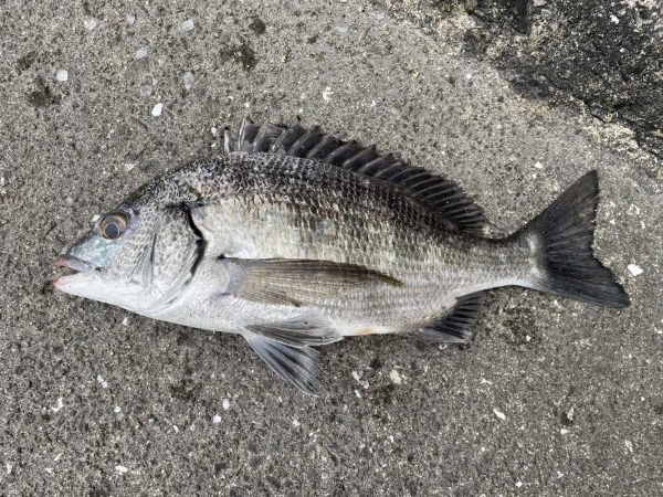 イチノ兄弟、釣果!