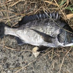 イチノ兄弟、釣果!