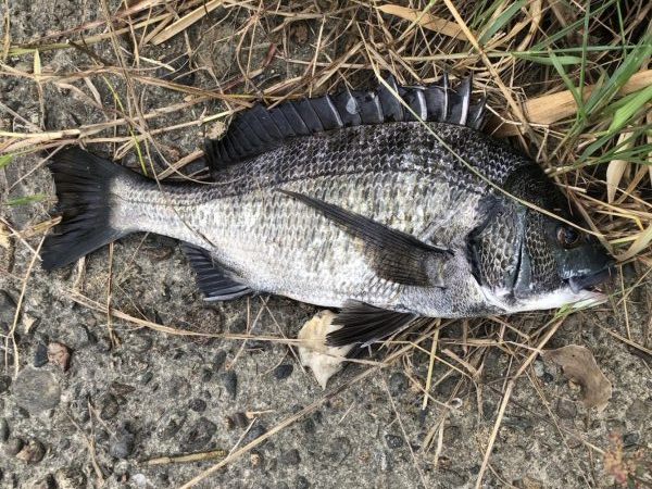 イチノ兄弟、釣果!