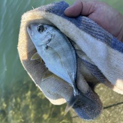 メッキのちマゴチ!