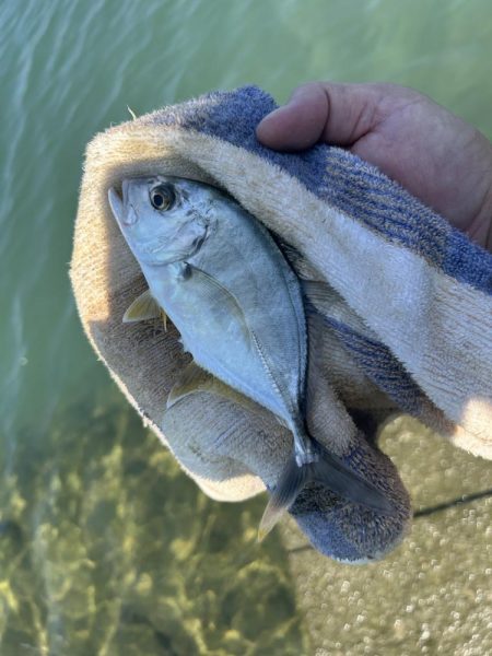 メッキのちマゴチ!