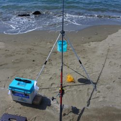 初秋のキス釣り