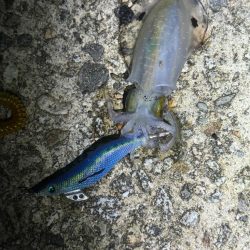 朝マズメ　安定のアオリイカ