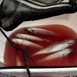 8月ラストアジング