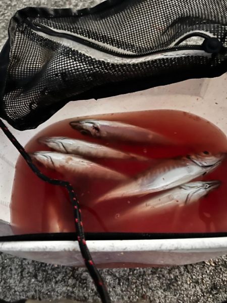 8月ラストアジング