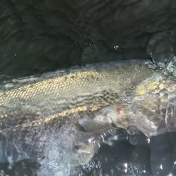 サスケ真裂波はいいぞ!