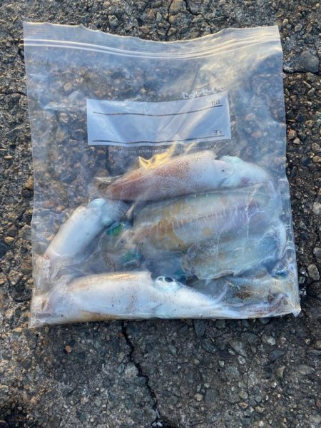 朝マズメのエギング