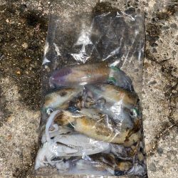 アオリの3日連続二桁