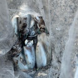 アオリイカ大きくなってきた