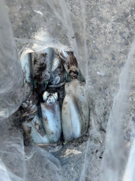 アオリイカ大きくなってきた