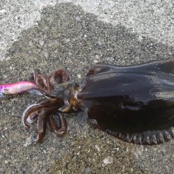 秋イカ 好調