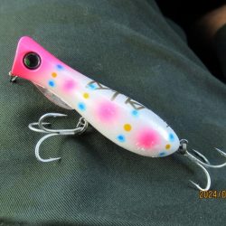 チヌトップ最盛期！