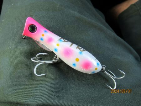 チヌトップ最盛期！