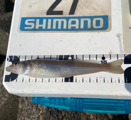 スミイチポトリのシロギスタ