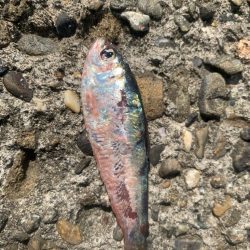 ソウダカツオ❓ スマカツオ❓