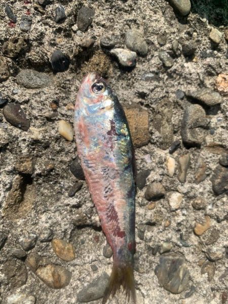 ソウダカツオ❓ スマカツオ❓