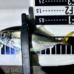 久しぶりのアジ！