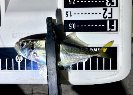 久しぶりのアジ！