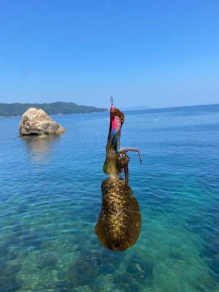 エギング好調！さ