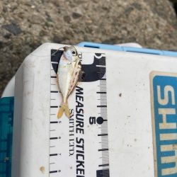 シロギスタ:激渋な週末