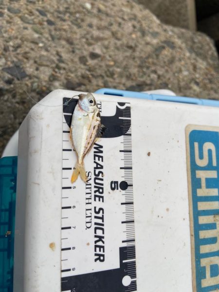 シロギスタ:激渋な週末