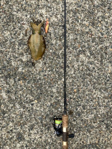 秋イカ・ショアジギング