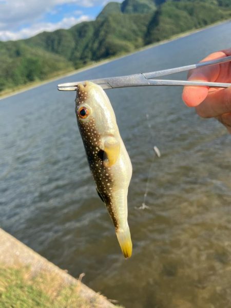 ハゼ等五目釣り