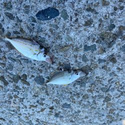 シロギスタ:ホワイト企業