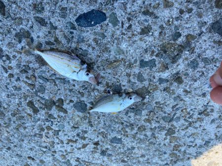 シロギスタ:ホワイト企業