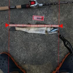 この時期特有のベイトパターンに合わせると無限バイトから怒涛の19キャッチ!