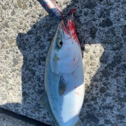 朝マズメには縁がない