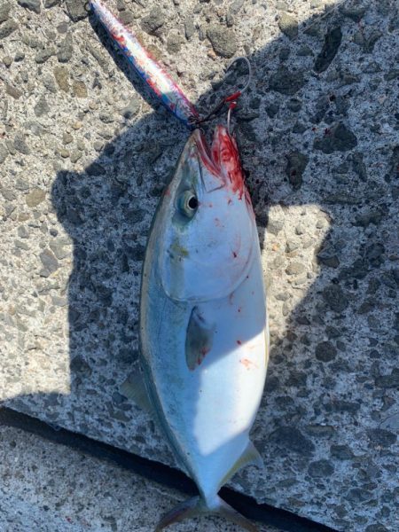 朝マズメには縁がない