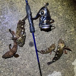 久しぶりのライトワインド