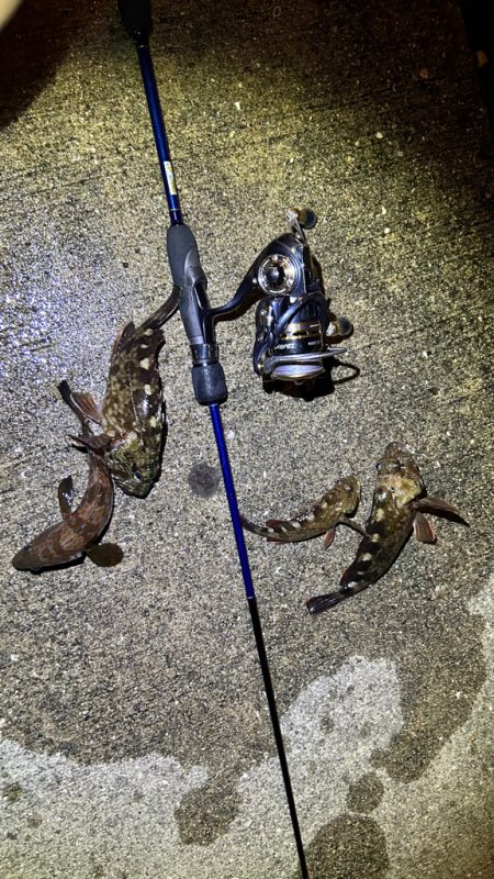 久しぶりのライトワインド