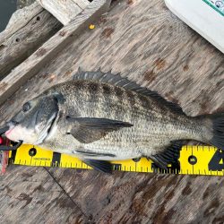 いつものチヌ釣り