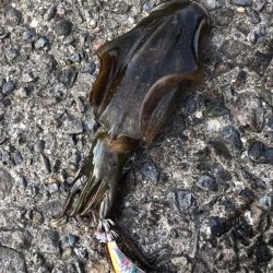 早朝エギング調査