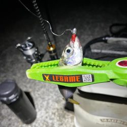 秋っぽい気候での豆アジング