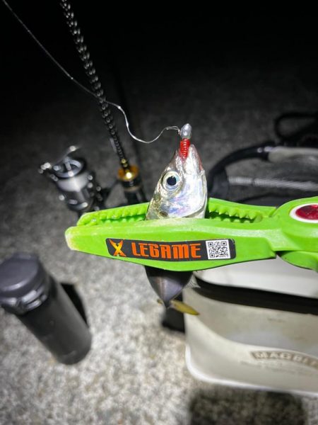 秋っぽい気候での豆アジング